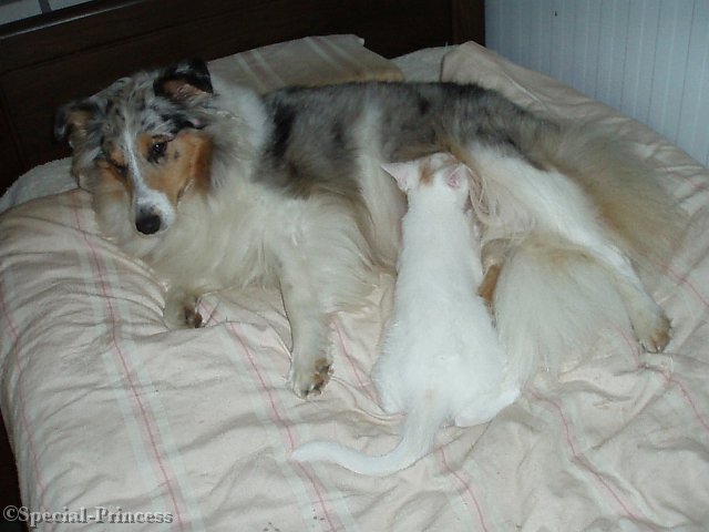 Sterre en haar adoptie-kittens